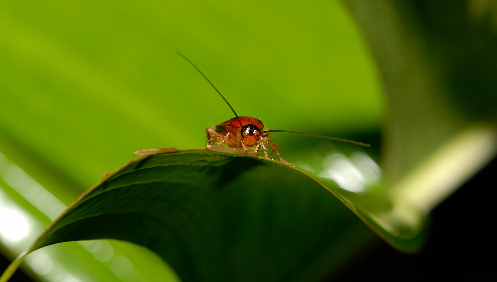 Ischnoptera rufa [105 mm, 1/60 sec at f / 10, ISO 100]